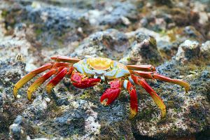 Sombero Chino, Galapagos 101.jpg